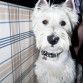 Pose de señorito